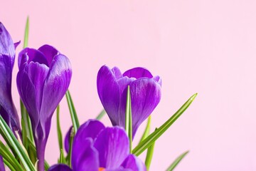 Fototapeta premium Beautiful crocuses on a pink background, copyspace. Perfect for holiday backgrounds