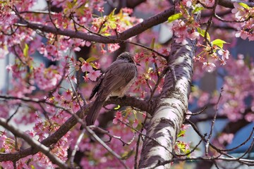 ヒヨドリと河津桜