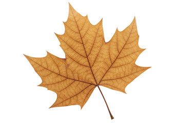 Fototapeta premium Realistic Dry Maple Leaf with Curled Edges and Cracks