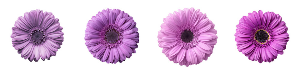 A collection of beautiful vibrant purple gerbera daisy flowers with soft delicate petals and a serene natural aesthetic