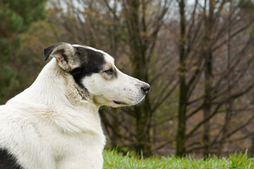 A white dog with black spots lies on the grass and looks away. A homeless dog. High quality photo