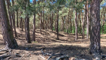 trees in the forest
