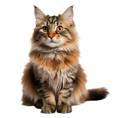 Obraz premium Beautiful persian cat isolated on Cutout background.PNG