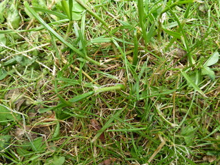 Close-up of a lawn of blades of grass - Gros plan sur une pelouse de brins d'herbe
