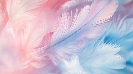 Obraz premium Soft Pastel Feathers Abstract Background for Beauty Products