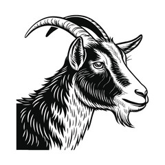 Goat face vector illustration, pencil sketch style, detailed vector, monochrome design, isolated on a white background