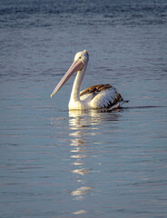 Pelican on Noosa river