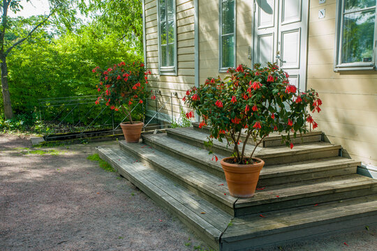 Amazing red fuchsia flowers ('Coralle') in potted plants on the steps of a wooden house (part)