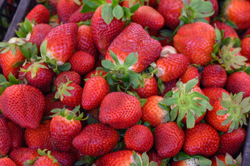 Fresh strawberries nestled together at a bustling farmers market in early summer, ready for eager buyers to enjoy their sweet flavor