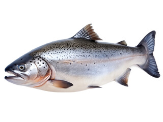 Obraz premium fresh fish on white background