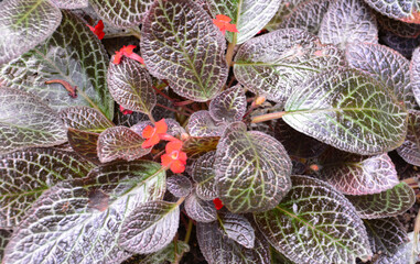Close-up of a vibrant ornamental plant with patterned leaves and small red flowers