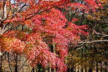 Autumn leaves-Nichien Momiji Liner, Nikko-Shiobara Momiji(Japanese maple) Road
紅葉-日塩もみじライン