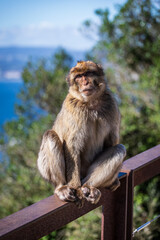 Apes/Monkeys of Gibraltar in a sunny day with background landscapes