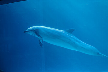 Naklejka premium 水槽の中を泳ぐイルカ（名古屋港水族館）