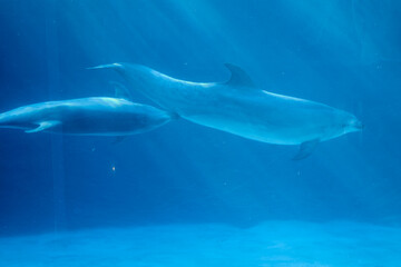 Naklejka premium 水槽の中を泳ぐイルカ（名古屋港水族館）