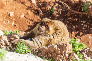 Apes/Monkeys of Gibraltar in a sunny day with background landscapes
