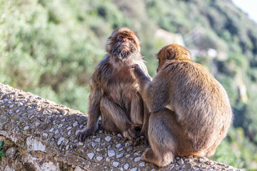 Apes/Monkeys of Gibraltar in a sunny day with background landscapes