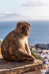 Naklejka premium Apes/Monkeys of Gibraltar in a sunny day with background landscapes