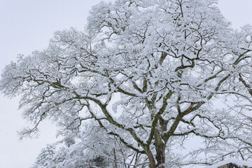 雪化粧した彦根城とその周辺