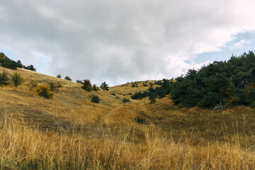 Obraz premium Tranquil landscape with tall grass and trees on a hillside under a clear blue sky