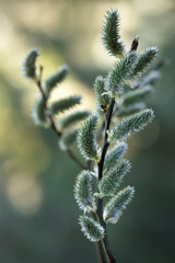 Gałązki kwitnącej wierzby, bazie, zielone tło, tapeta, dekoracja.  © mycatherina