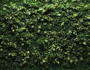 Obraz premium 덤불 식물 배경