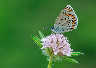 Obraz premium Macro footage of butterfly collecting nectar from flowers with its long proboscis.