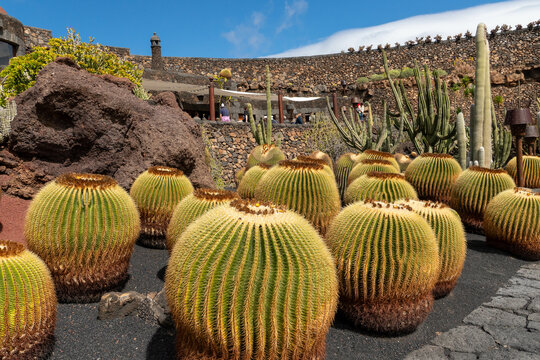 jardin botanique cactus de lanzarote pret de teguise 