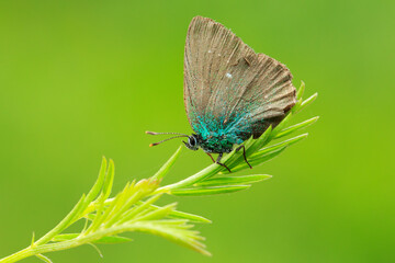 Close-up of a green emerald butterfly.