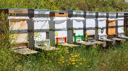 Image of honey bee hives among flowers.