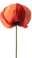 a poppy isolated on a white background, a high-resolution photograph,