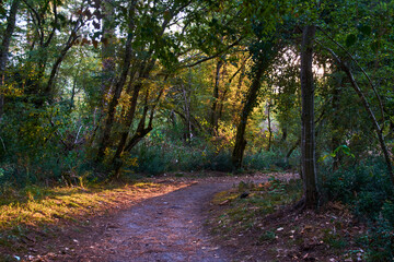 Fototapeta premium footpath in the woods