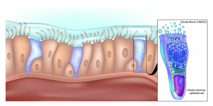 Simple columnar epithelial cells that secrete mucin 2 in the lower gastrointestinal tract. Structure of Simple Columnar Epithelial Cell in Stomach. Mucin 2 Production in Gastric Epithelial Cells