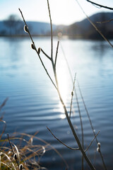 Fototapeta premium Willow branches with fluffy blossoms in spring by a lake. Sunlight reflects on the water. Saisonal nature background.
