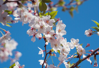 cherry tree blossom