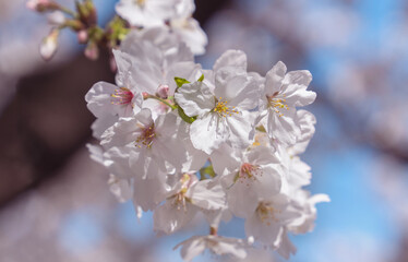 cherry blossom in spring
