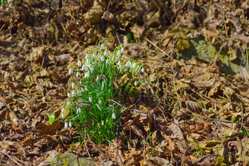 snowdrops, new life in dead leaves
