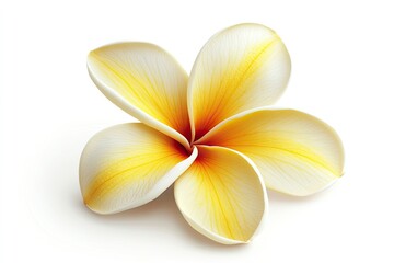 Isolated Frangipani Flower Close-up with Delicate Yellow and White Petals