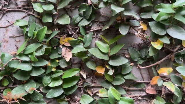 Green and dried leaves on a wall, showing natural contrast between fresh foliage and aged textures.
