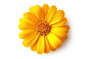 Close-up of a Vibrant Yellow Flower on a Clean White Background