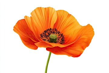 Vibrant Orange Poppy Flower Illustration Isolated on White Background Close-up