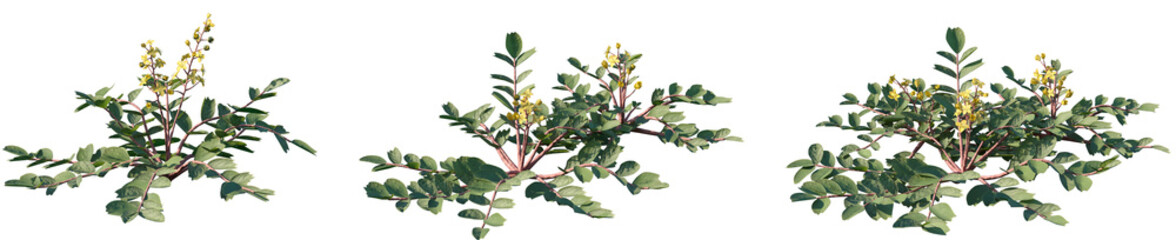 Set of Spenceria ramalana frontal isolated png on a transparent background perfectly cutout high resolution