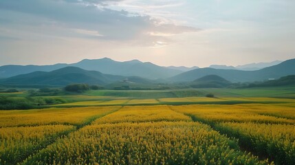 Fototapeta premium Chinese flax estate where AI powered irrigation and robotic harvesting optimize the yield and quality of golden flax fibers