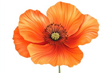 Orange Poppy Flower Illustration on White Background Detailed Petal Design