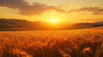 Obraz premium Golden Sunset over Wheat Field