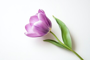 Fototapeta premium Elegant Purple Tulip Flower on White Background in Simple Still Life
