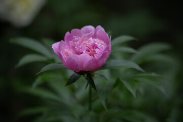 Blooming Pink Peony Flower with Soft Green Background