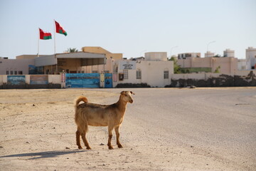 A lone goat standing on an empty street in a quiet city in the interior of Oman, with Omani flags fluttering in the background