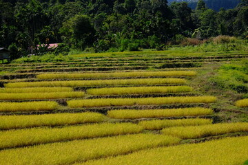 Rice terraces in Khun Yuam District, Mae Hong Son, Thailand
