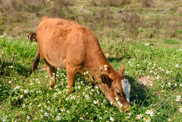 A young yellow cow is eating grass in a rural area of ​​Guangdong, China in spring.